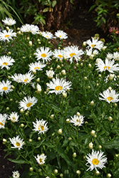 Amazing Daisies Spun Silk Shasta Daisy (Leucanthemum x superbum 'Spun Silk') at Lakeshore Garden Centres