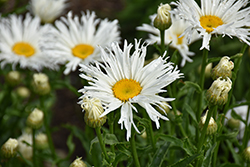 Amazing Daisies Spun Silk Shasta Daisy (Leucanthemum x superbum 'Spun Silk') at Lakeshore Garden Centres