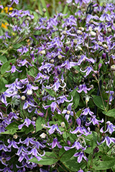 Stand By Me Bush Clematis (Clematis 'Stand By Me') at Lakeshore Garden Centres