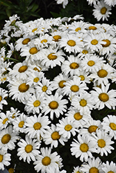 Daisy May Shasta Daisy (Leucanthemum x superbum 'Daisy Duke') at Lakeshore Garden Centres