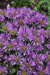 Leading Lady Amethyst Beebalm (Monarda 'Leading Lady Amethyst') at Lakeshore Garden Centres