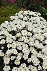 Amazing Daisies Marshmallow Shasta Daisy (Leucanthemum x superbum 'Marshmallow') at Lakeshore Garden Centres