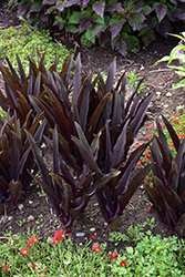 Crowning Glory Purple Reign Pineapple Lily (Eucomis 'Purple Reign') at Lakeshore Garden Centres