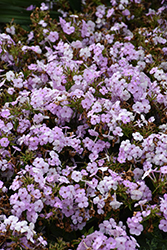 Opening Act Blush Phlox (Phlox 'Opening Act Blush') at Lakeshore Garden Centres