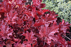 Dolce Cherry Truffles Coral Bells (Heuchera 'Cherry Truffles') at Lakeshore Garden Centres