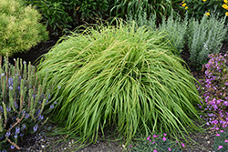 Prairie Winds Lemon Squeeze Fountain Grass (Pennisetum alopecuroides 'Lemon Squeeze') at Lakeshore Garden Centres