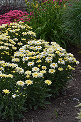 Amazing Daisies Banana Cream II Shasta Daisy (Leucanthemum x superbum 'Banana Cream II') at Lakeshore Garden Centres