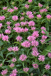Pardon My Pink Beebalm (Monarda didyma 'Pardon My Pink') at Lakeshore Garden Centres