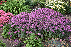 Upscale Lavender Taffeta Beebalm (Monarda 'Lavender Taffeta') at Lakeshore Garden Centres