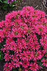 Pardon My Cerise Beebalm (Monarda didyma 'Pardon My Cerise') at Lakeshore Garden Centres