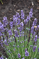 Summer Serenade Lavender (Lavandula angustifolia 'Summer Serenade') at Lakeshore Garden Centres