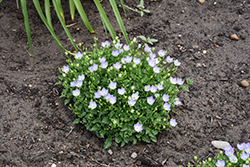 Mini Marvels Twilight Bellflower (Campanula carpatica 'Twilight') at Lakeshore Garden Centres