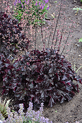 Dressed Up Evening Gown Coral Bells (Heuchera 'Evening Gown') at Lakeshore Garden Centres
