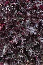 Dressed Up Evening Gown Coral Bells (Heuchera 'Evening Gown') at Lakeshore Garden Centres