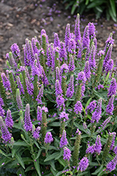 Magic Show Purple Illusion Speedwell (Veronica 'Purple Illusion') at Lakeshore Garden Centres