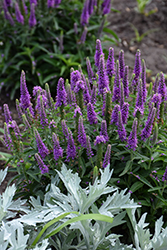 Magic Show Purple Illusion Speedwell (Veronica 'Purple Illusion') at Lakeshore Garden Centres
