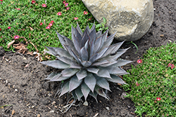 Tooth Fairy Mangave (Mangave 'Tooth Fairy') at Lakeshore Garden Centres