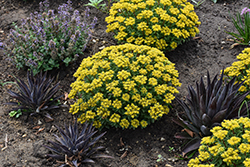 Rock 'N Round Bright Idea Stonecrop (Sedum 'Bright Idea') at Lakeshore Garden Centres