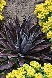 Thunderbird Mangave (Mangave 'Thunderbird') at Lakeshore Garden Centres