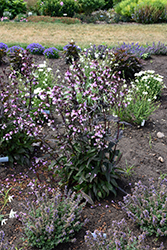Midnight Masquerade Beard Tongue (Penstemon 'Midnight Masquerade') at Lakeshore Garden Centres