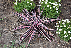 Art Deco Mangave (Mangave 'Art Deco') at Lakeshore Garden Centres