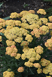Firefly Peach Sky Yarrow (Achillea 'Firefly Peach Sky') at Lakeshore Garden Centres