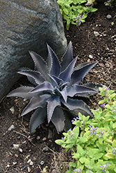 Silver Fox Mangave (Mangave 'Silver Fox') at Lakeshore Garden Centres