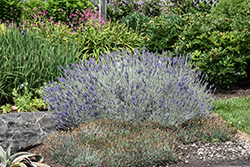 Sensational! Lavender (Lavandula x intermedia 'Sensational') at Lakeshore Garden Centres