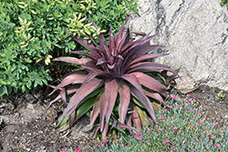 Red Wing Mangave (Mangave 'Red Wing') at Lakeshore Garden Centres