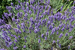 Hidcote Lavender (Lavandula angustifolia 'Hidcote') at Lakeshore Garden Centres