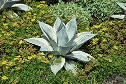 Blue Ivory Agave (Agave 'Blue Ivory') at Lakeshore Garden Centres
