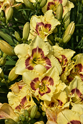 Monterrey Jack Daylily (Hemerocallis 'Monterrey Jack') at Lakeshore Garden Centres