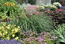 Indian Warrior Bluestem (Andropogon gerardii 'Indian Warrior') at Lakeshore Garden Centres