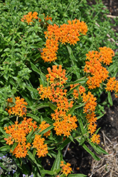 Butterfly Weed (Asclepias tuberosa) at Lakeshore Garden Centres