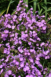 Opening Act Romance Phlox (Phlox 'Opening Act Romance') at Lakeshore Garden Centres