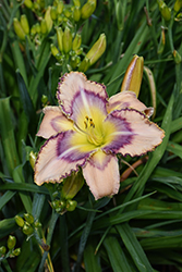 Handwriting On The Wall Daylily (Hemerocallis 'Handwriting On The Wall') at Lakeshore Garden Centres