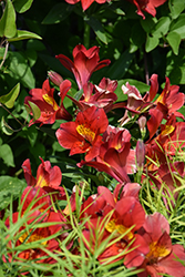 Summer Heat Alstroemeria (Alstroemeria 'Tessumheat') at Lakeshore Garden Centres