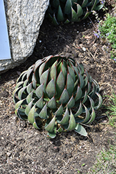 Praying Hands Mangave (Mangave 'Praying Hands') at Lakeshore Garden Centres