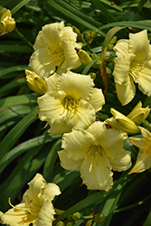 Stella Supreme Daylily (Hemerocallis 'Stella Supreme') at Lakeshore Garden Centres