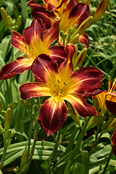 Rainbow Rhythm Ruby Spider Daylily (Hemerocallis 'Ruby Spider') at Lakeshore Garden Centres