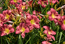 Happy Ever Appster Romantic Returns Daylily (Hemerocallis 'Romantic Returns') at Lakeshore Garden Centres