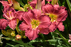 Happy Ever Appster Romantic Returns Daylily (Hemerocallis 'Romantic Returns') at Lakeshore Garden Centres
