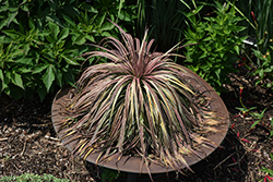 Wigging Out Mangave (Mangave 'Wigging Out') at Lakeshore Garden Centres