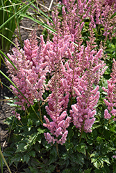 Little Vision In Pink Chinese Astilbe (Astilbe chinensis 'Little Vision In Pink') at Lakeshore Garden Centres