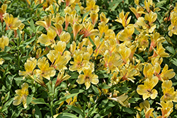 Golden Tiara Alstroemeria (Alstroemeria 'Golden Tiara') at Lakeshore Garden Centres