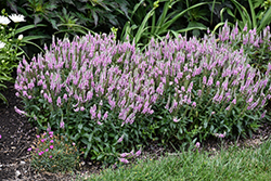 Magic Show Pink Potion Speedwell (Veronica 'Pink Potion') at Lakeshore Garden Centres