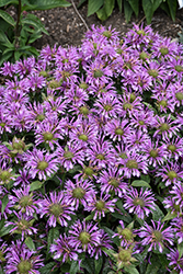 Leading Lady Amethyst Beebalm (Monarda 'Leading Lady Amethyst') at Lakeshore Garden Centres