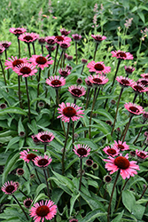 Eye-Catcher Coral Craze Coneflower (Echinacea 'Coral Craze') at Lakeshore Garden Centres