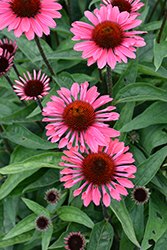 Eye-Catcher Coral Craze Coneflower (Echinacea 'Coral Craze') at Lakeshore Garden Centres