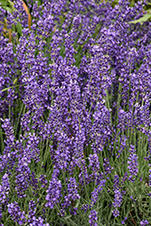 Imperial Gem Lavender (Lavandula angustifolia 'Imperial Gem') at Lakeshore Garden Centres
